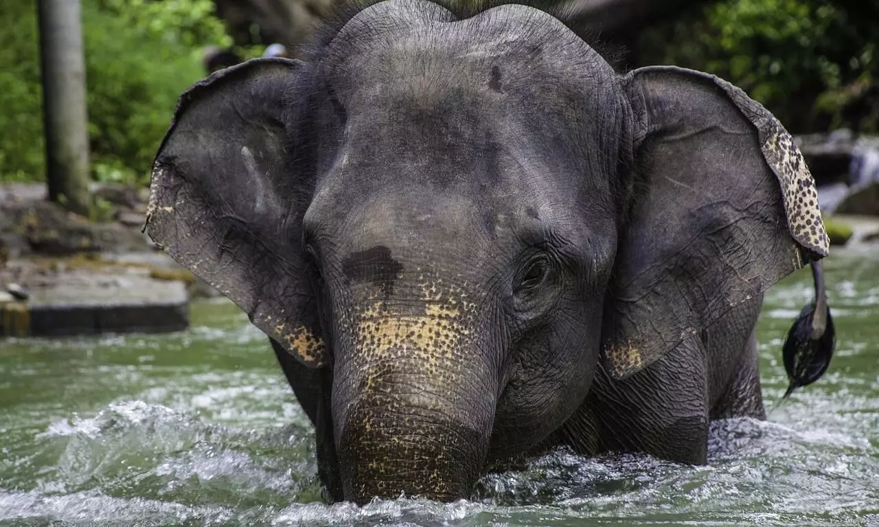 Assam 50 year old man trampled to death by a Wild Elephant near Guwahati (representative image)