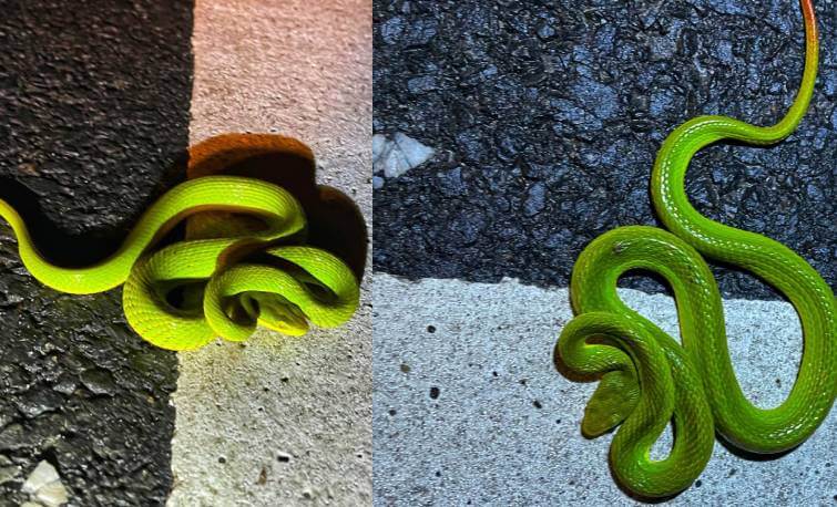 Salazar Pit Viper: The Real-Life "Harry Snake" Discovered in Assam's Kaziranga National Park