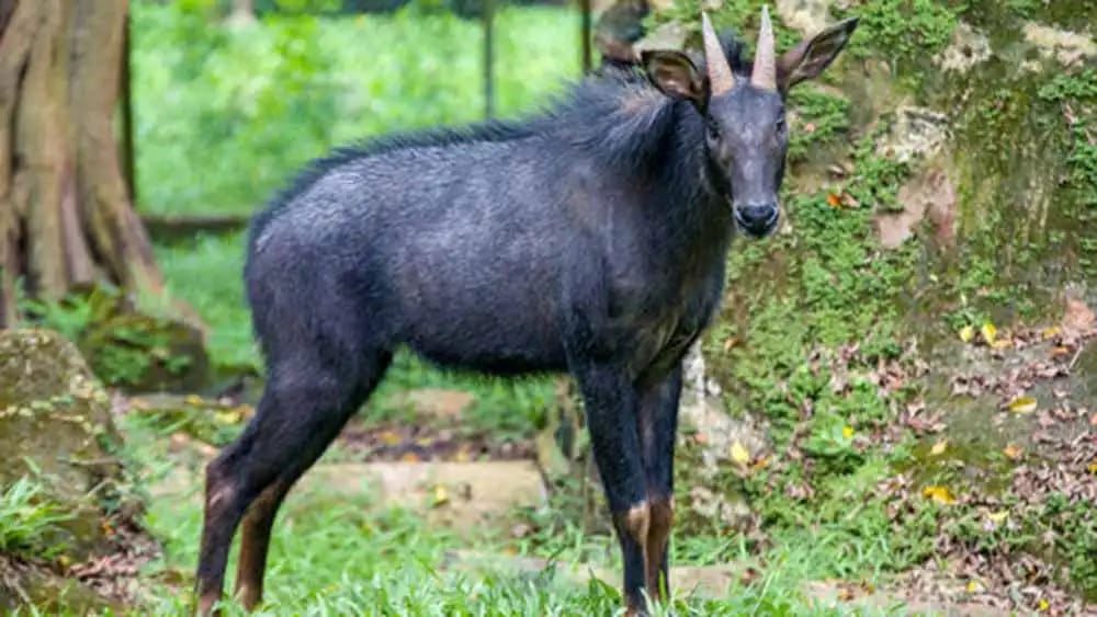 Mainland Serow Sighted in Assam's Raimona National Park